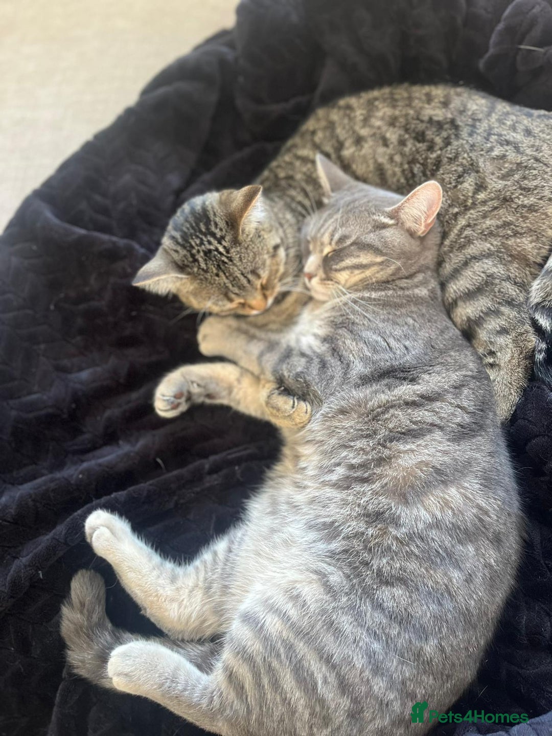 British Shorthair cats for sale: 2 Scottish Fold British Short Hairs - £50 Together - Image 3
