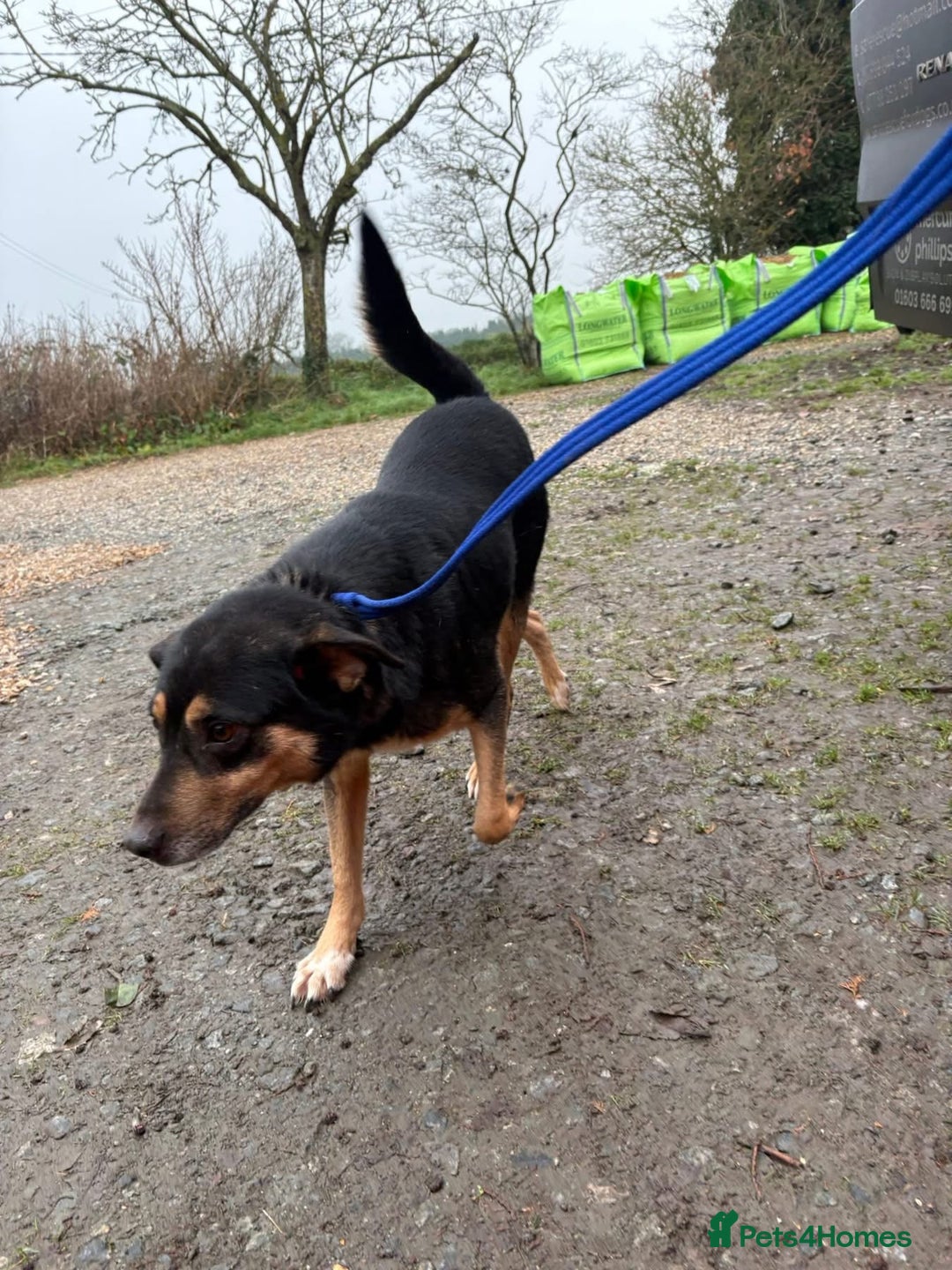 Mixed Breed dogs for adoption: Batman - Norwich Norfolk  - Advert 17