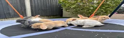 Mini Lop rabbits for sale: Pure breed Mini Lops - Advert 7