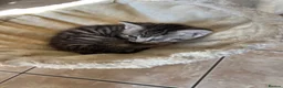 Mixed Breed cats for sale: Kittens for sale - Advert 5