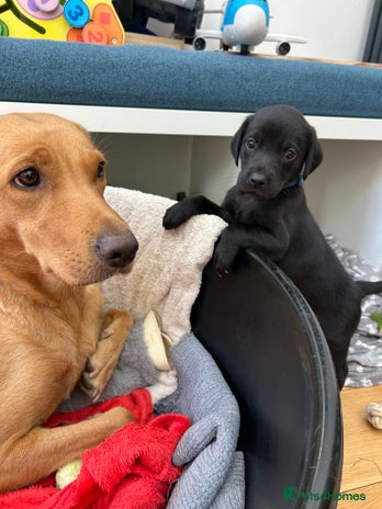 Labrador Retriever dogs - Advert 6