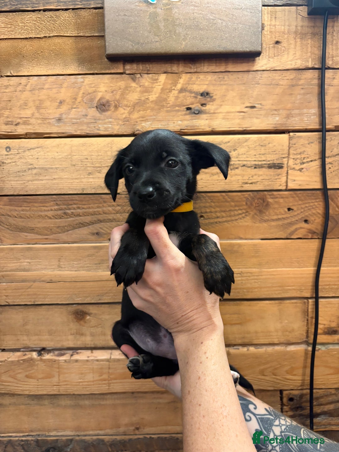 Mixed Breed dogs for sale: Staff/lab/collie pups  - Advert 15