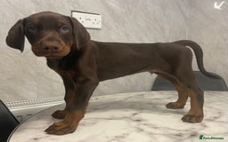 Dobermann dogs for sale: READY TO LEAVE NOW 12 stunning Doberman puppies - Image 6