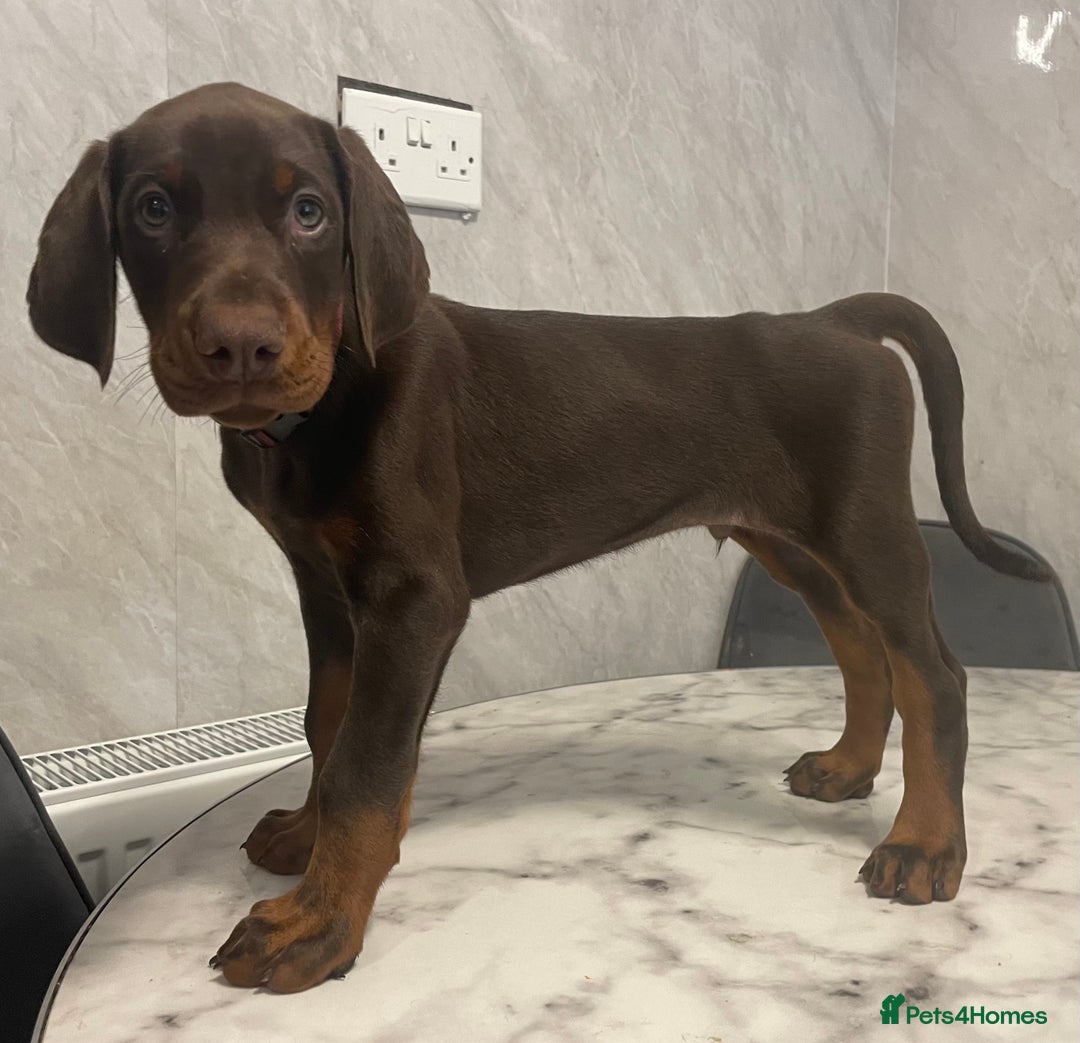 Dobermann dogs for sale: READY TO LEAVE NOW 12 stunning Doberman puppies - Image 6