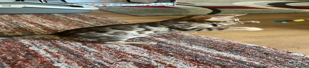 Brown Spotted Bengal kitten with stunning rosettes. 