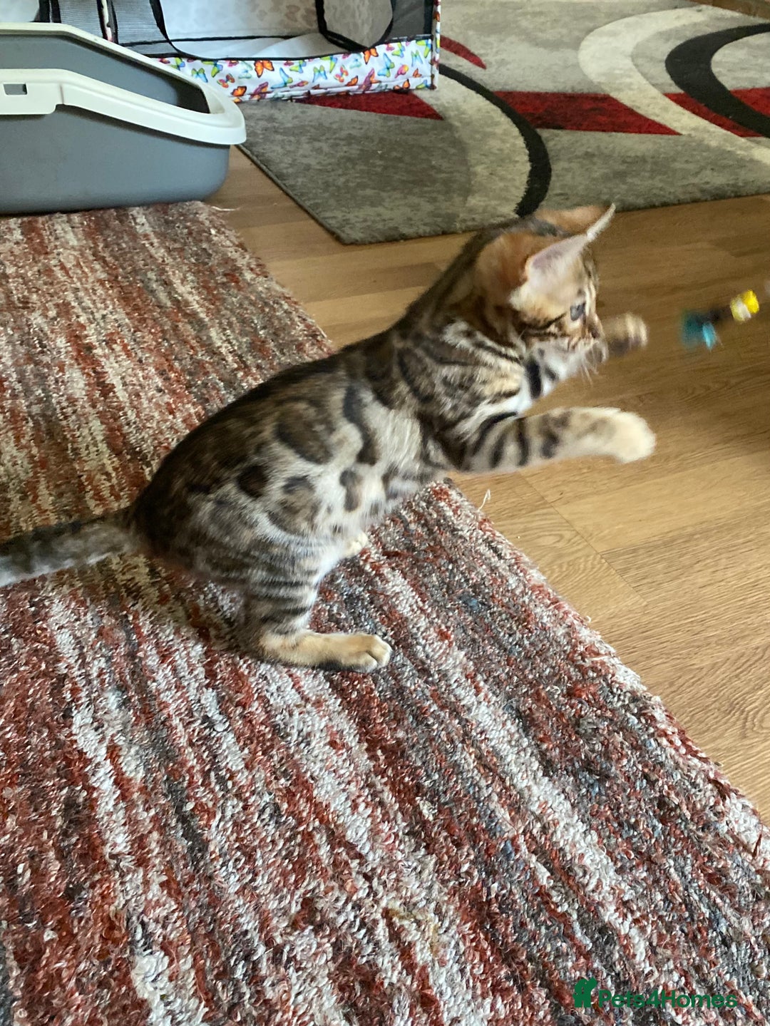 Bengal cats for sale: Bengal kittens - Image 6