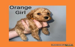 Cavapoo dogs for sale: Beautiful Cavapoo Puppies – 7 Girls & 4 Boys  - Image 5