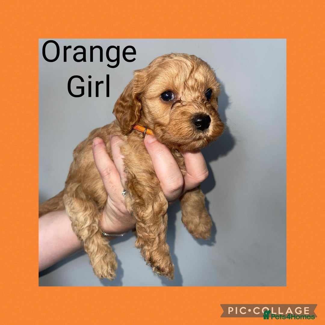 Cavapoo dogs for sale: Beautiful Cavapoo Puppies – 7 Girls & 4 Boys  - Image 5