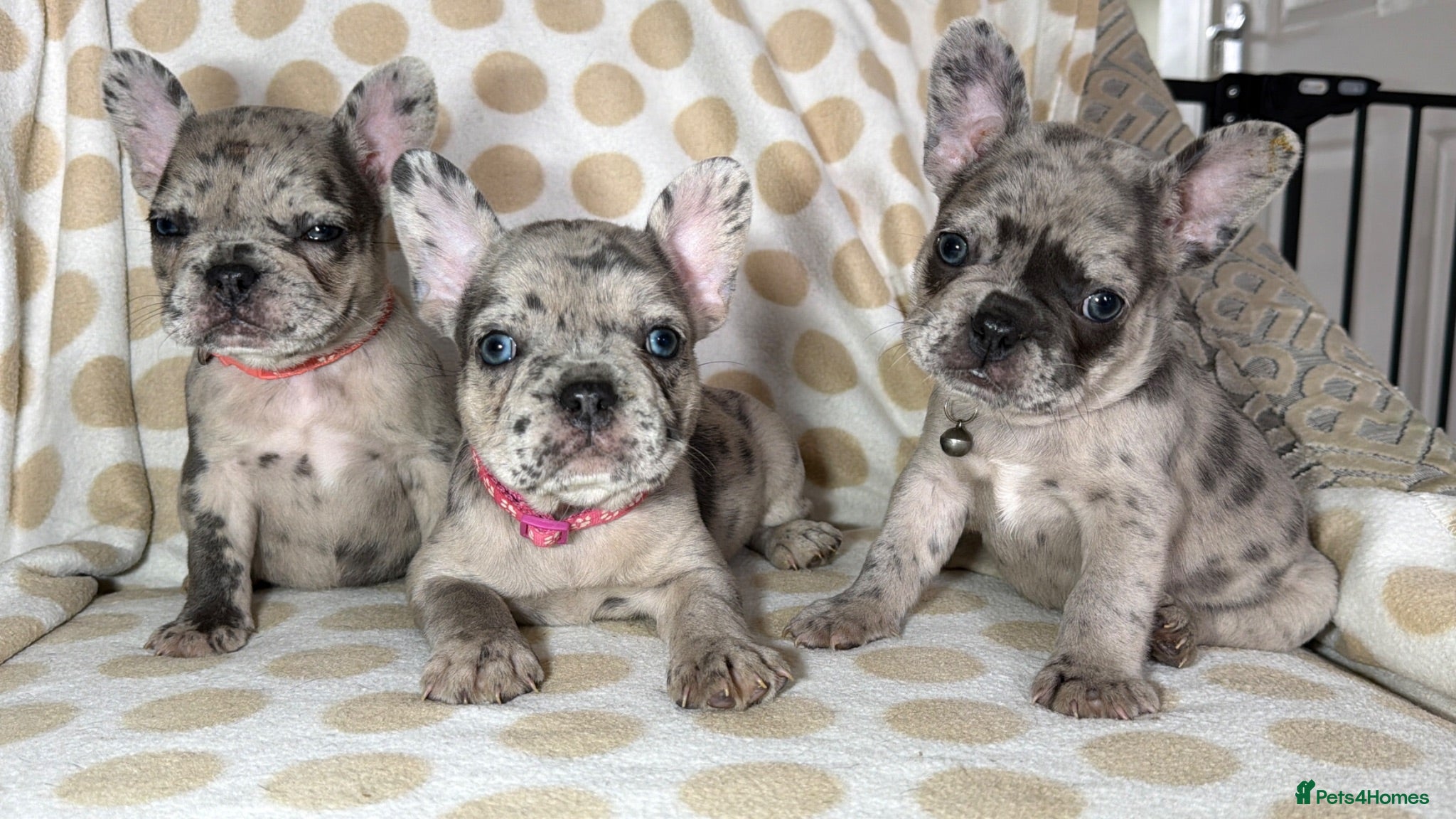 French Bulldog dogs Reduced to £1250. 1 boy 2 girls left - Advert 2