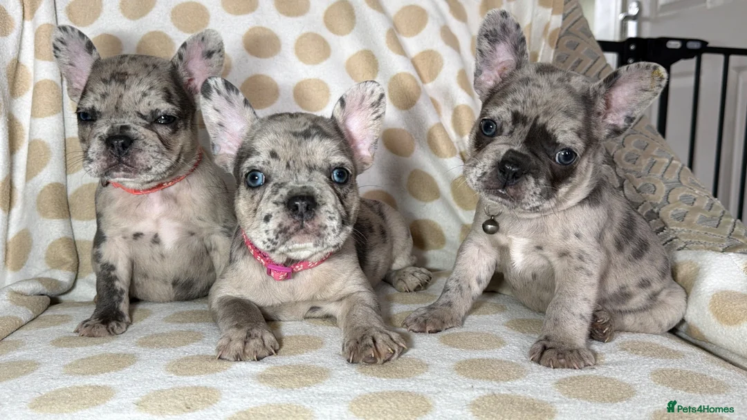 French Bulldog dogs for sale: Reduced to £1250. 1 boy 2 girls left - Advert 1