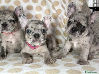 French Bulldog dogs Reduced to £1250. 1 boy 2 girls left - Advert 2