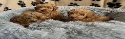 Cavapoo dogs for sale: F1 Cavapoo puppies fully health checked - Advert 3