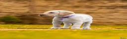 Goldador dogs for sale: 11 Goldador puppies *Ready to leave now* - Advert 13