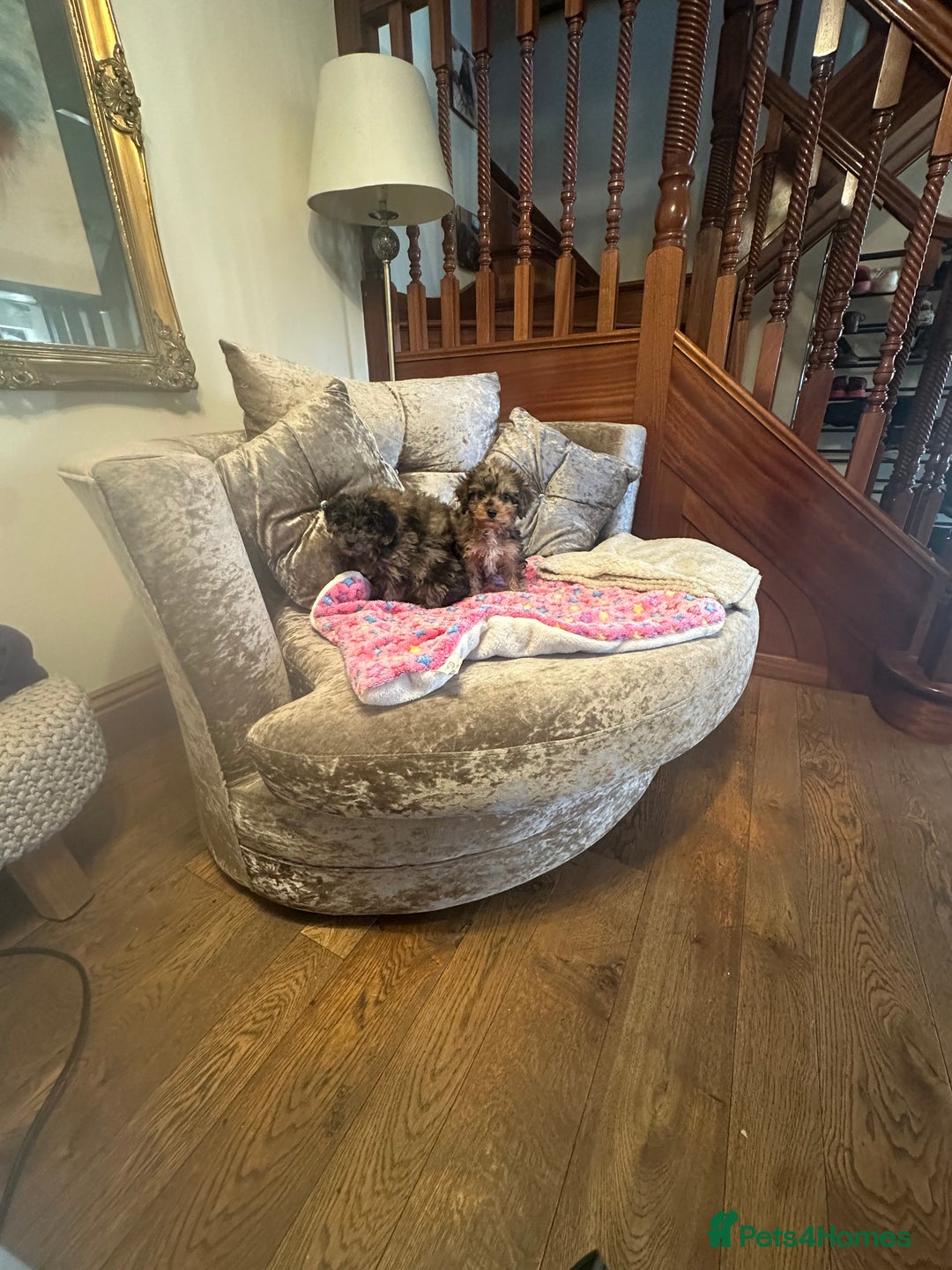 Cockapoo dogs for sale: Cockapoo puppies ready now  - Advert 11