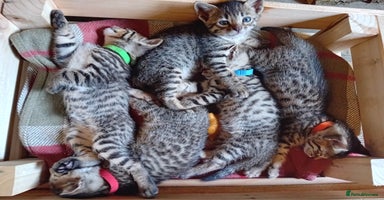 Bengal cats - Advert 3