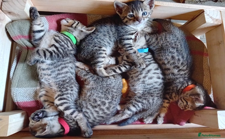 Bengal cats - Advert 4
