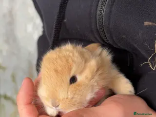 Mini Lop rabbits Mininlop - Advert 2