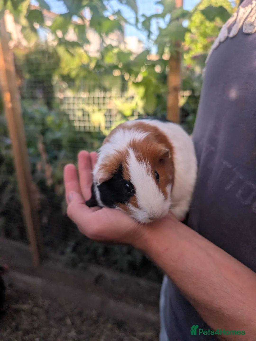 Guinea Pig rodents for sale: Female guinea pig tricolour  - Advert 5