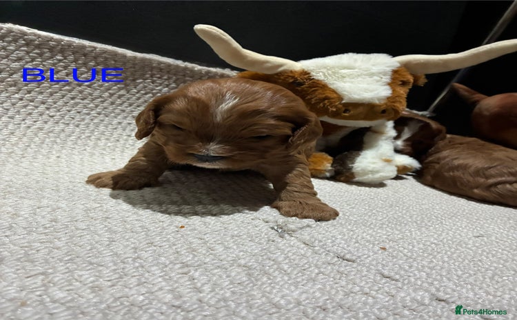 Cavapoo dogs Cavapoo puppies - Advert 4