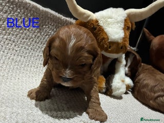 Cavapoo dogs Cavapoo puppies - Advert 9