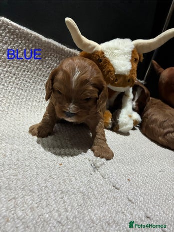 Cavapoo dogs Cavapoo puppies - Advert 4