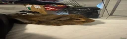 Guinea Pig rodents for sale: Young Abyssinian Guinea Pig + Full C&C Setup - Advert 4
