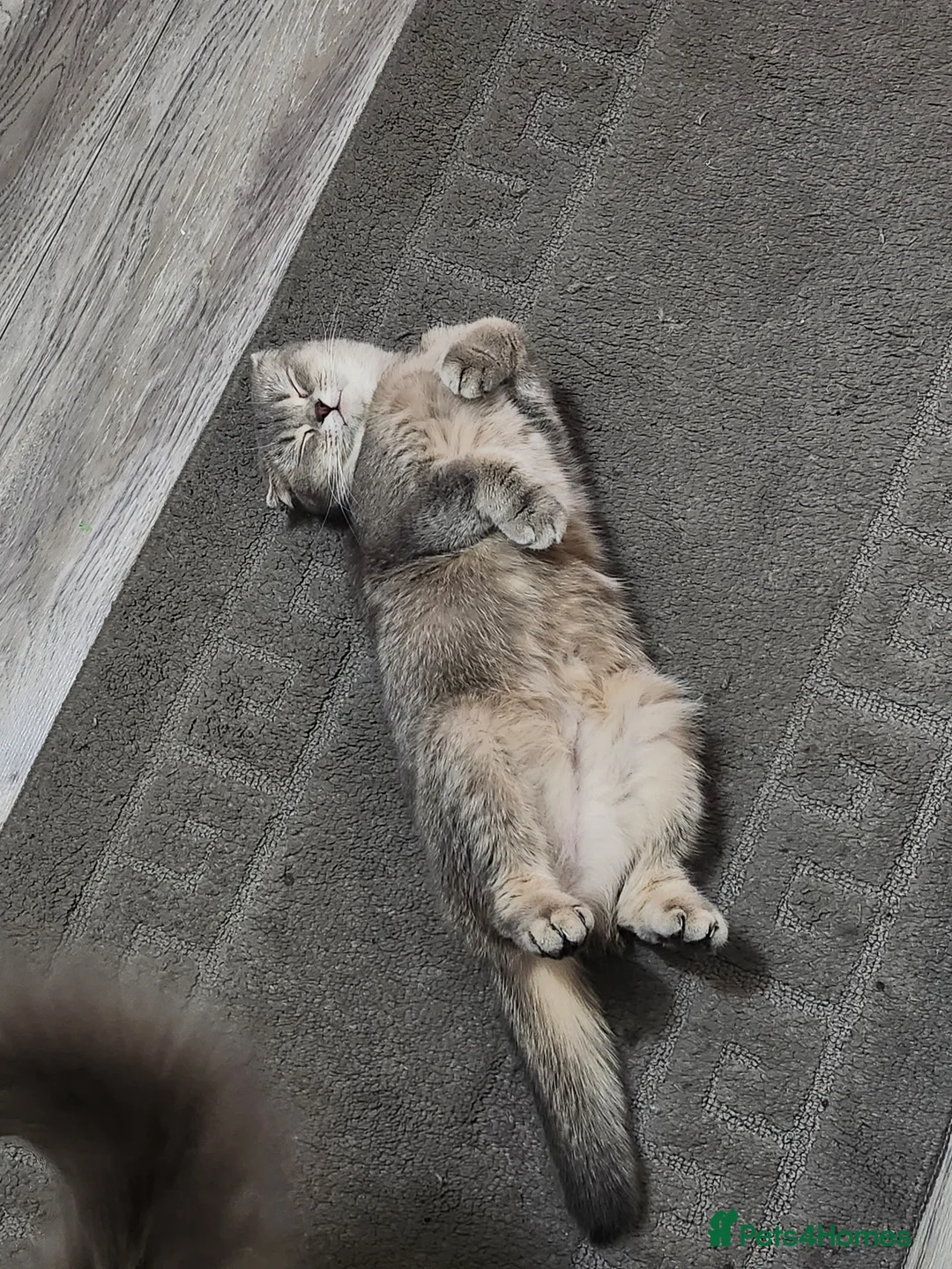 Scottish Fold cats for sale: Scottish fold  - Advert 1