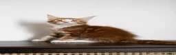 Maine Coon cats for sale: 5 Beautiful Russian Import Kittens TICA - Advert 23