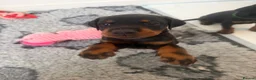 Dobermann dogs for sale: 2 girls left ❤️ Doberman Puppies - Advert 28