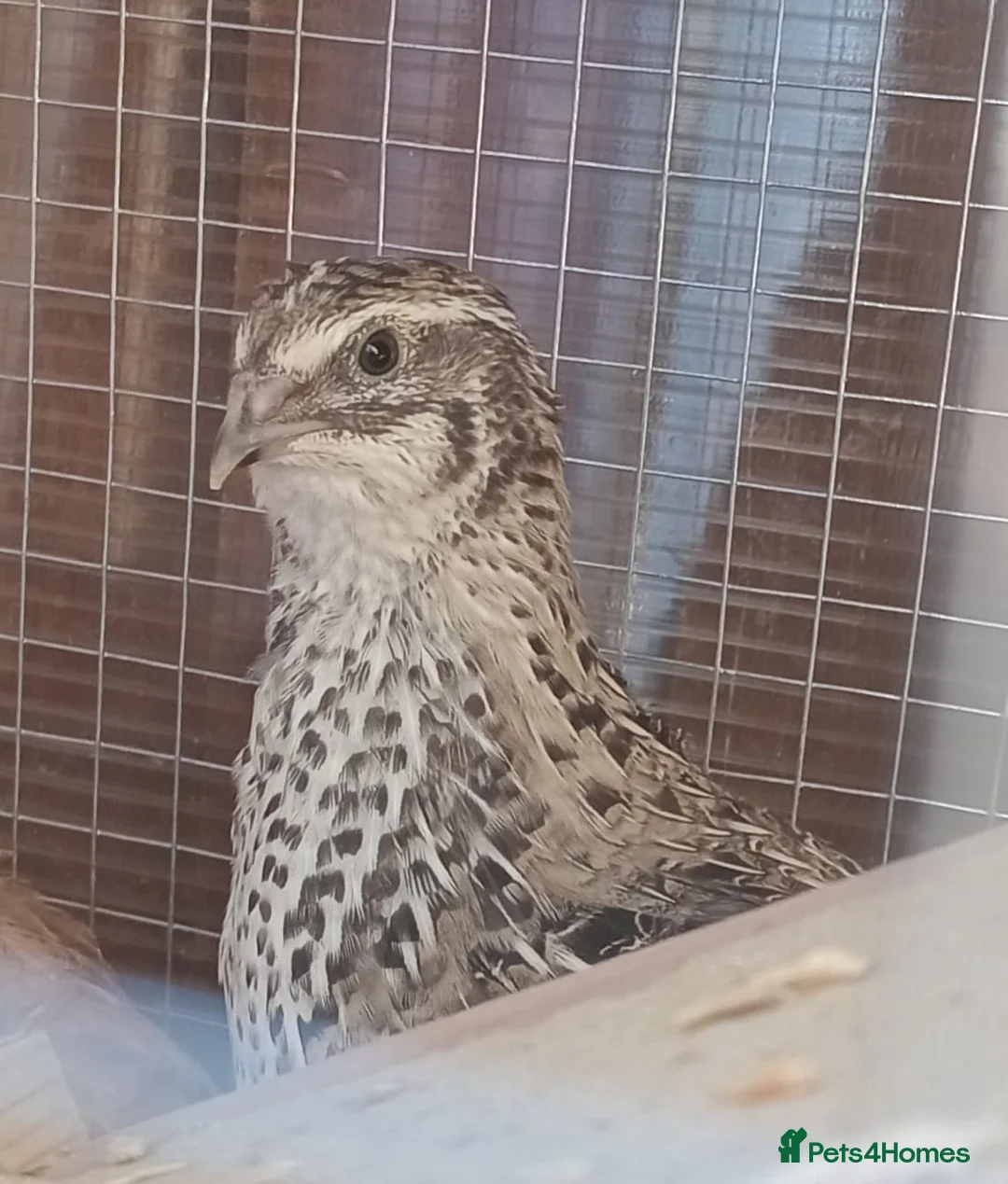 Quail poultry for sale: Hatching eggs sparkly and glitters  - Advert 36