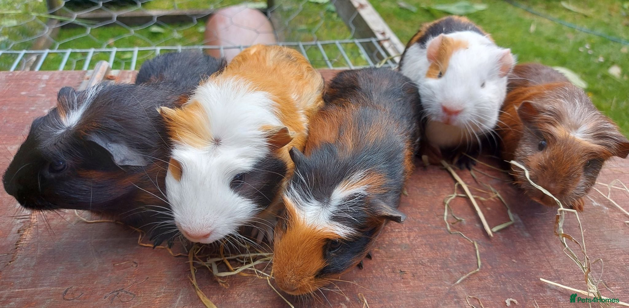 Guinea Pig rodents Beautiful baby Guinea PIgs - Advert 20