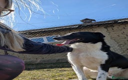 Mixed Breed dogs for adoption: Ferris for adoption - Advert 9