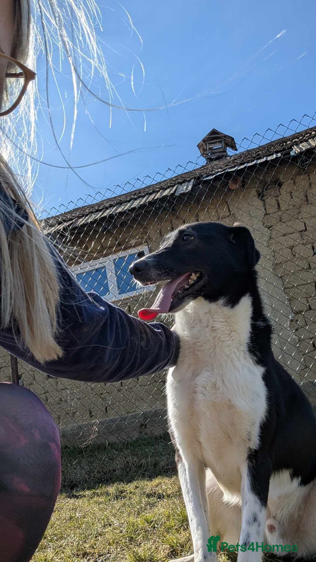 Mixed Breed dogs for adoption: Ferris for adoption - Advert 9