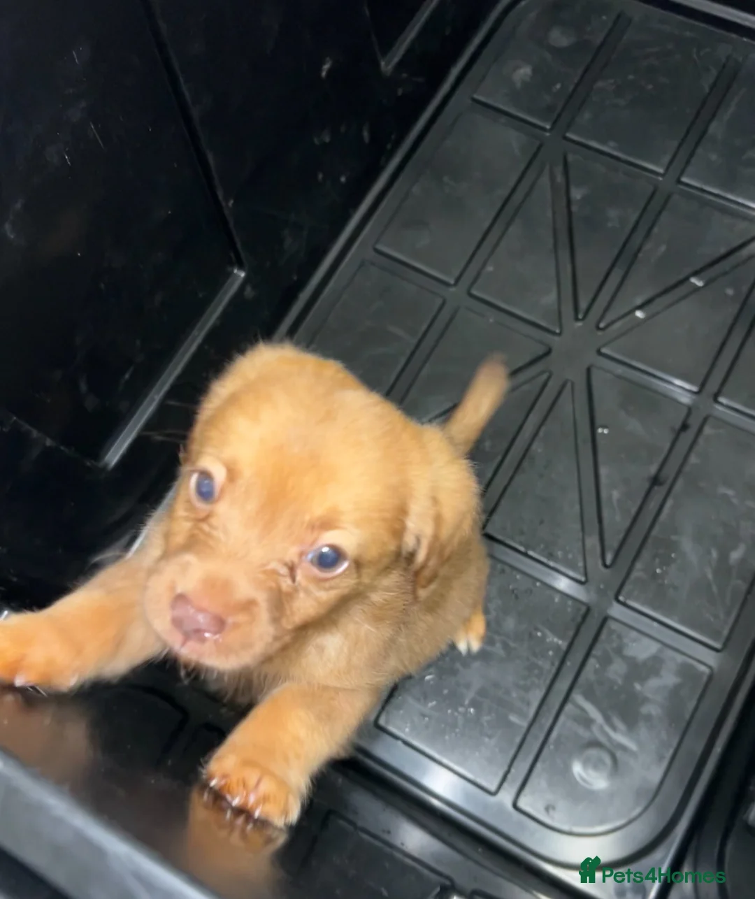 Mixed Breed dogs for sale: Cocker jack puppies  in West Drayton - Advert 2