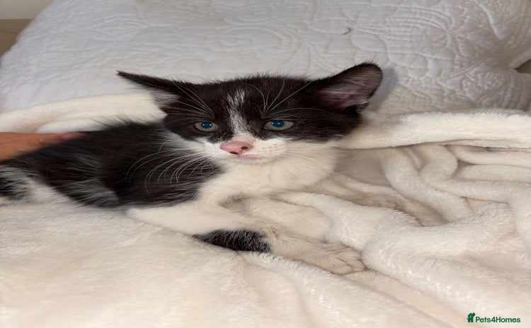 Mixed Breed cats - Advert 13