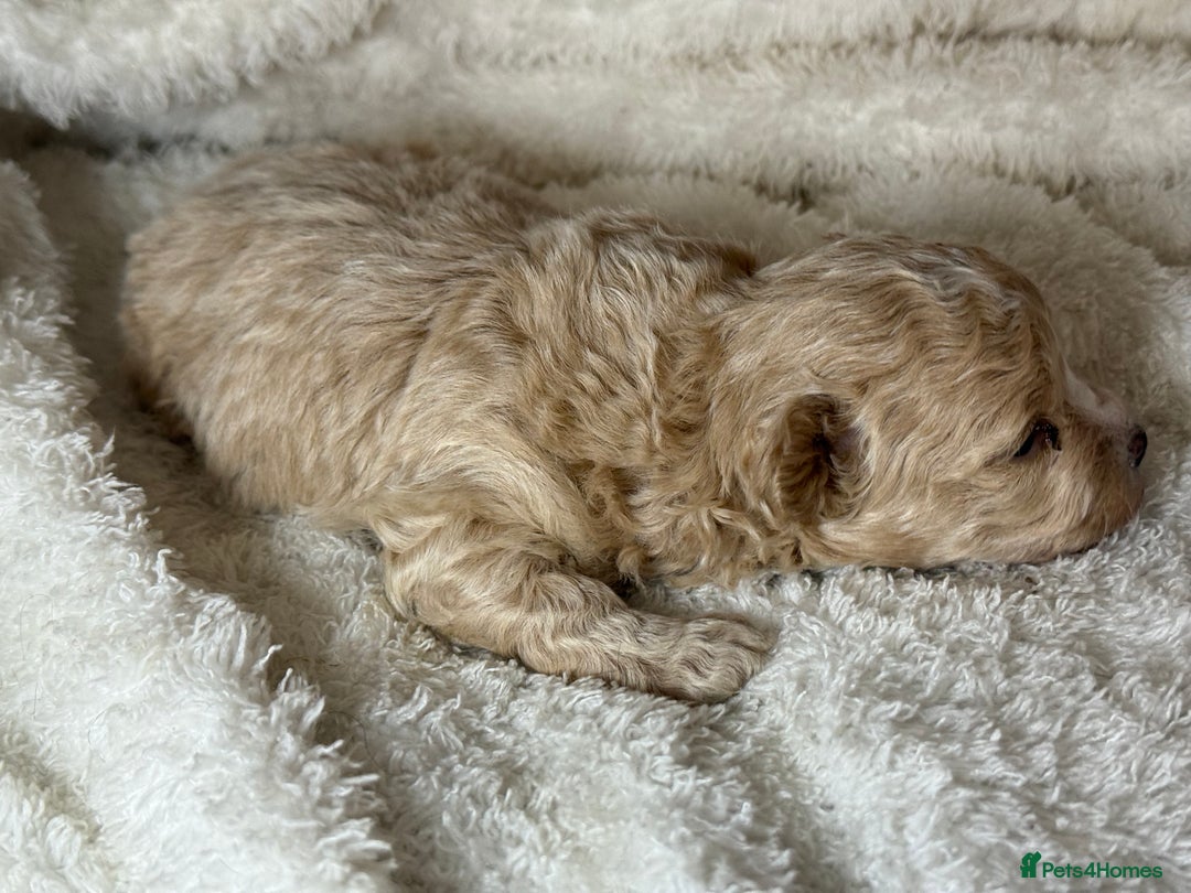 Maltipoo dogs for sale: F1 Maltipoo Boy  - Image 10