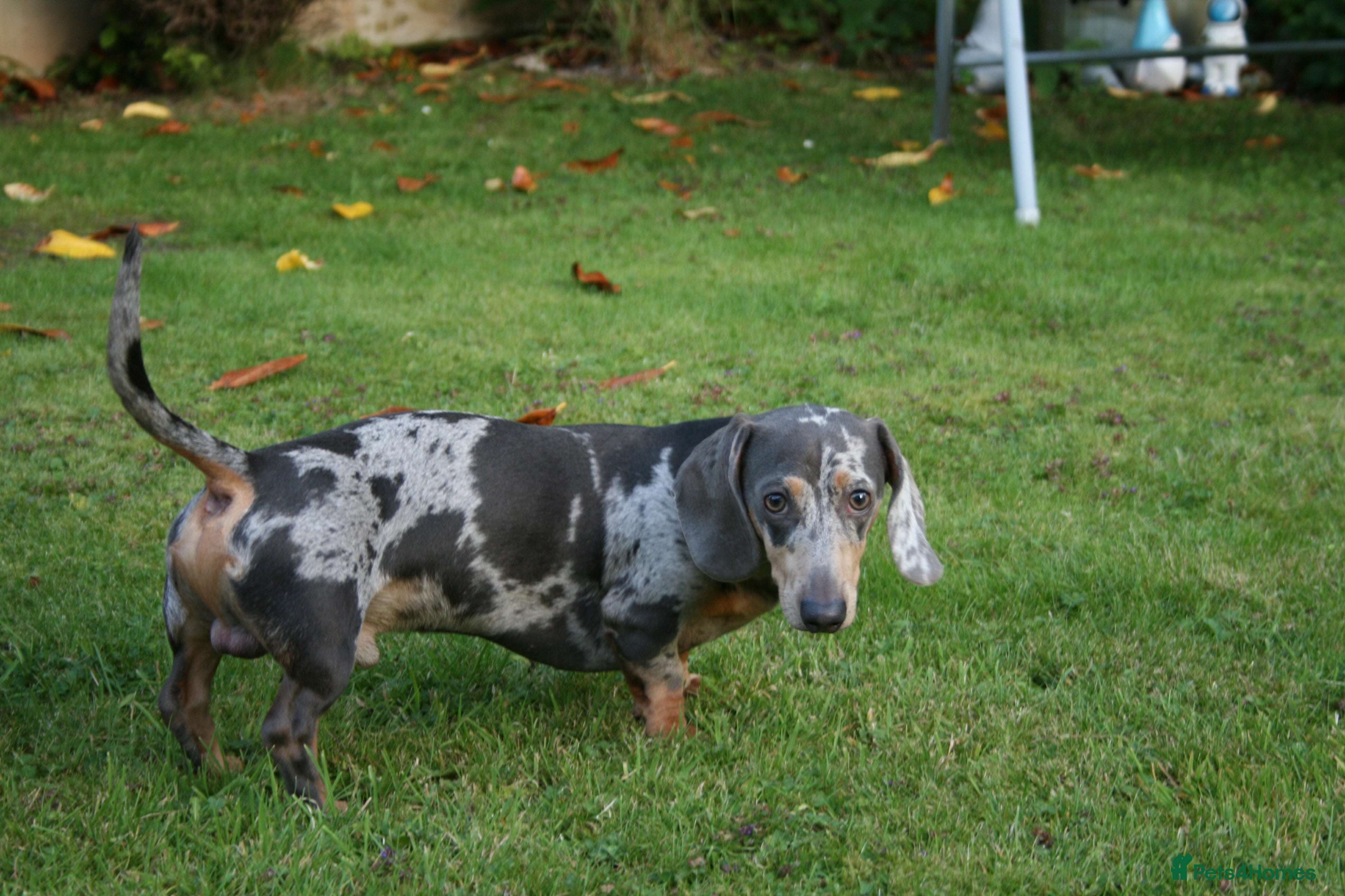 Miniature Dachshund dogs **FOR STUD Beautiful Blue & Tan Dapple - Advert 4