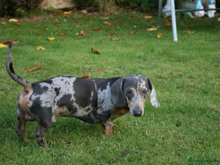 Miniature Dachshund dogs **FOR STUD Beautiful Blue & Tan Dapple - Advert 2