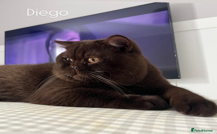 British Shorthair cats - Advert 1