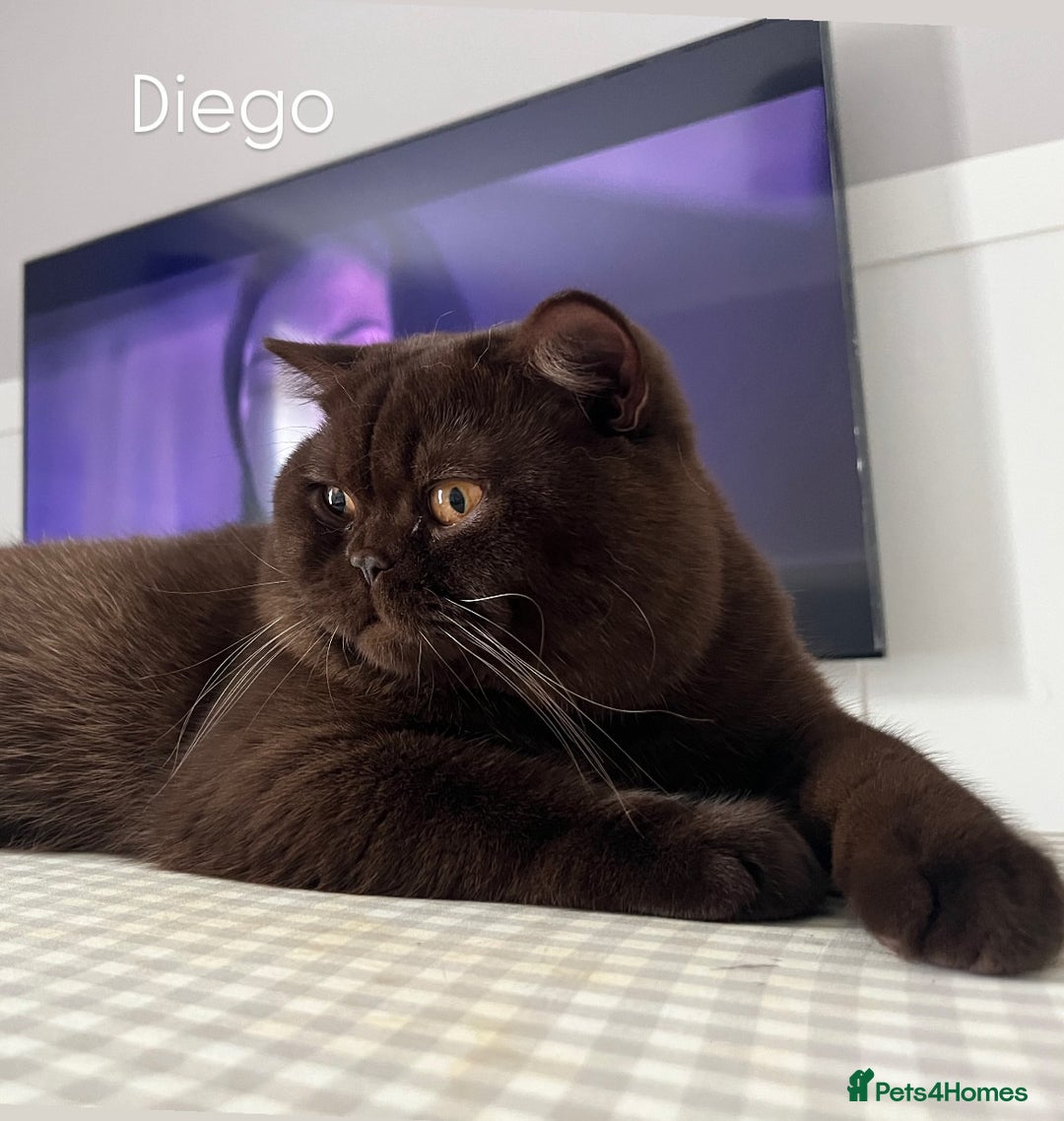 British Shorthair cats for stud: 🐻 Chocolate BSH stud service  not for sale  - Image 1