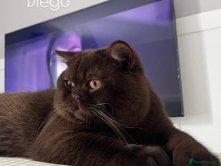 British Shorthair cats - Advert 15
