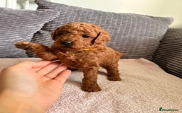 Cockapoo dogs for sale: 4 Stunning Fox Red F1b Toy Cockapoos  - Advert 17