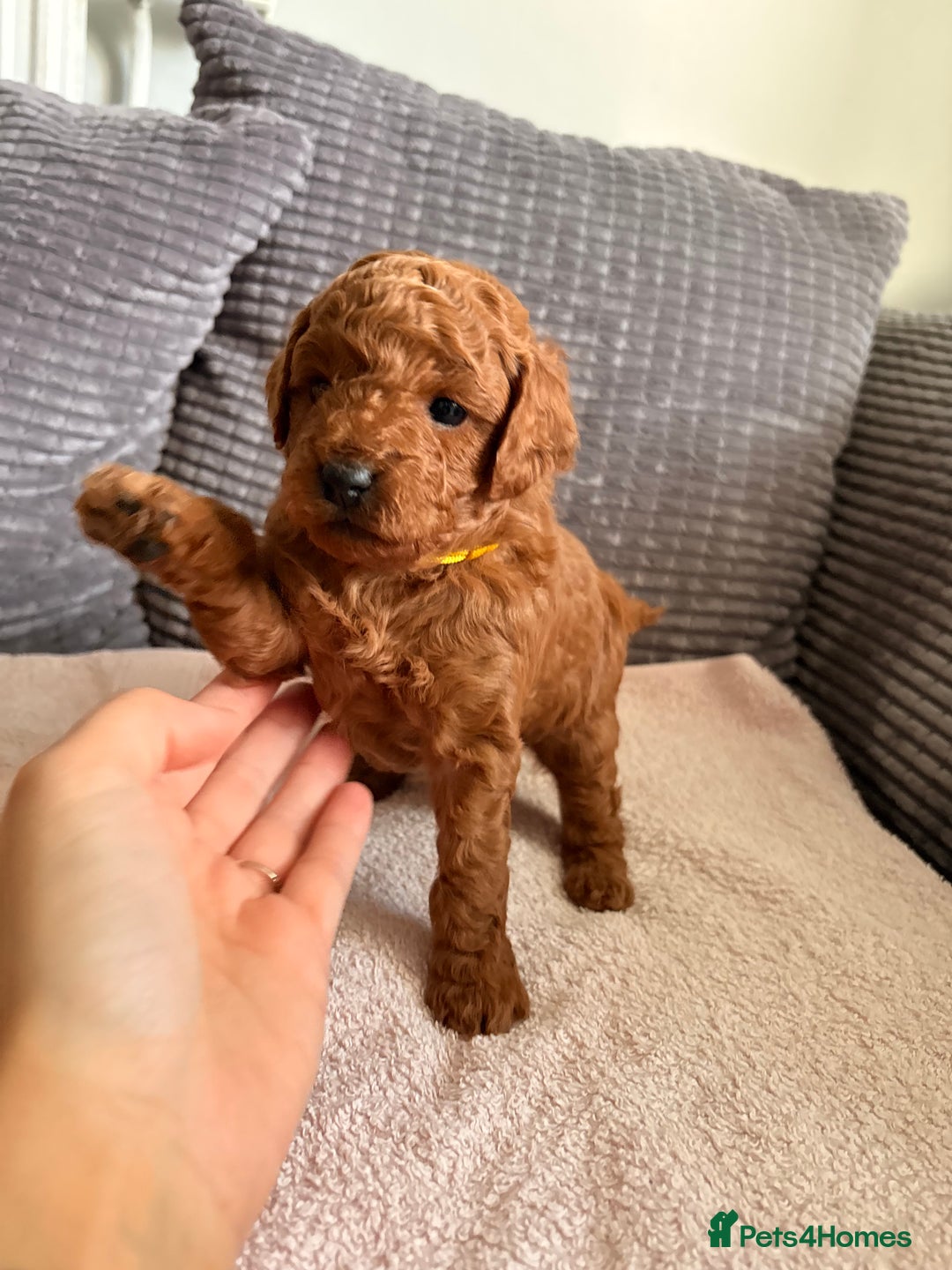 Cockapoo dogs for sale: 4 Stunning Fox Red F1b Toy Cockapoos  - Advert 17