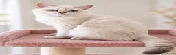 British Shorthair cats for sale: TICA Beautiful British Shorthair Kittens - Advert 21