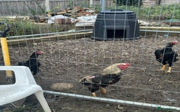 Hens poultry for sale: Aseel Chickens - Image 6