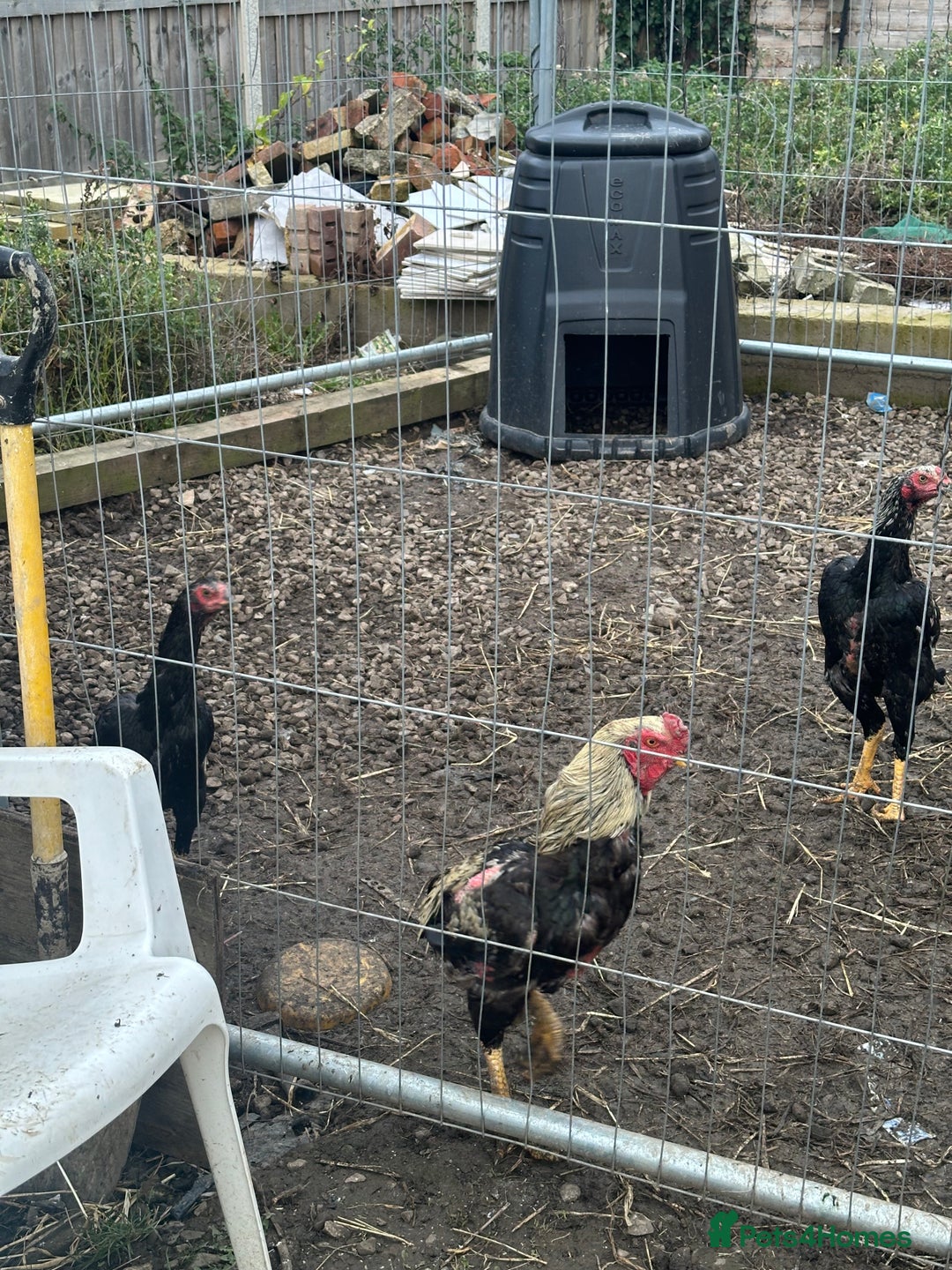 Hens poultry for sale: Aseel Chickens - Image 6