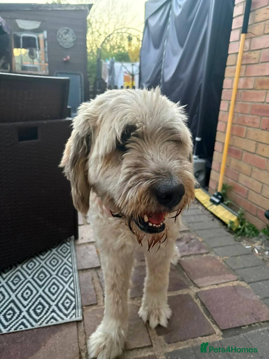 Mixed Breed dogs for adoption: Meet Mira, currently residing in Cambridgeshire  in ELY - Advert 2