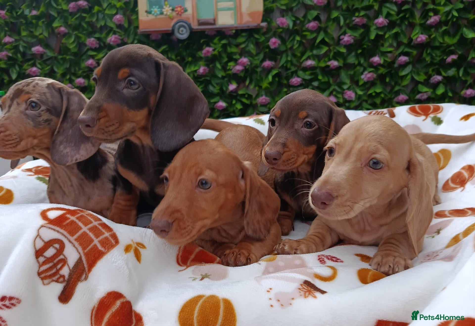 Miniature Dachshund dogs READY NOW MINI DAXI KC REG PRA CLEAR - Advert 2