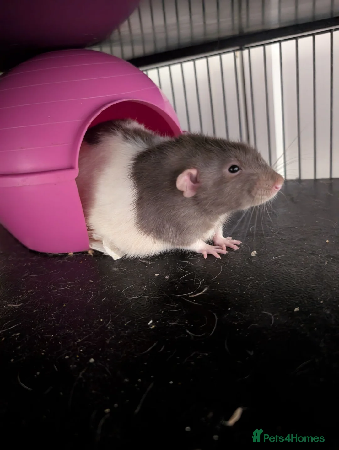 Rat rodents for sale: 4 beautiful male rats for free loving home  - Advert 2