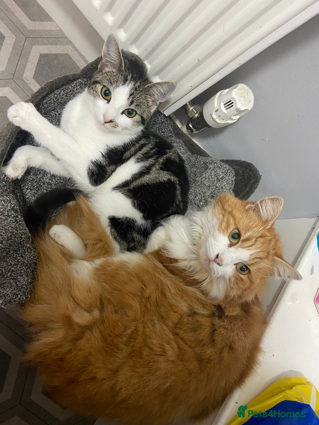 Mixed Breed cats for sale: 2 beautiful kittens - Image 6